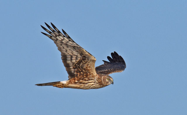 Northern Harrier