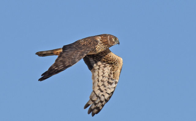 Northern Harrier