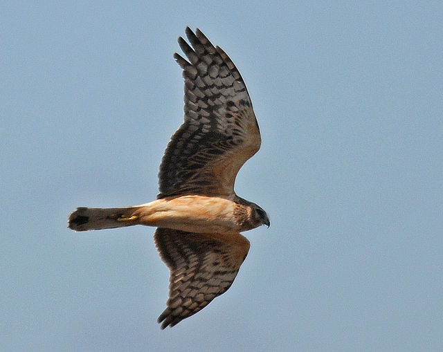 Northern Harrier