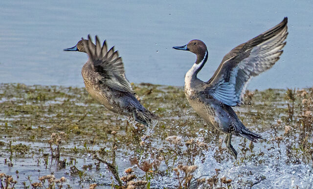 Northern Pintail
