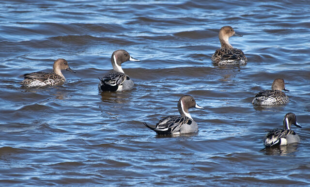 Northern Pintail