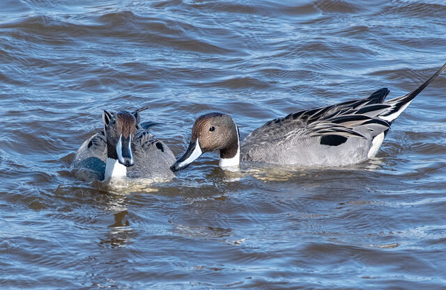 Northern Pintail