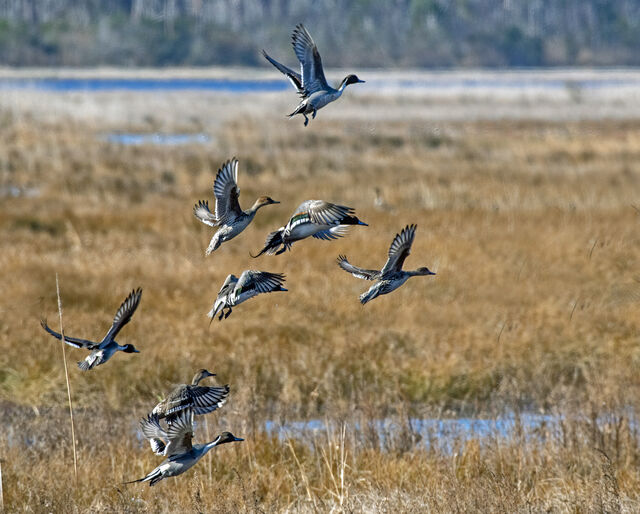 Northern Pintail