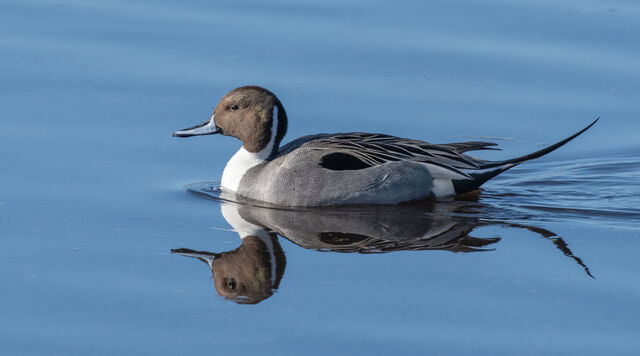 Northern Pintail