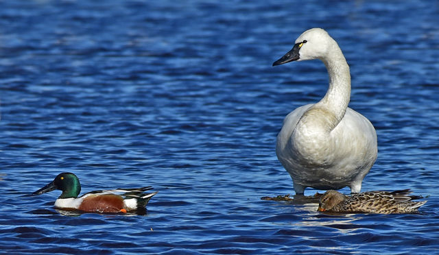 Northern Shoveler