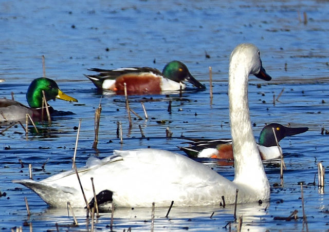 Northern Shoveler