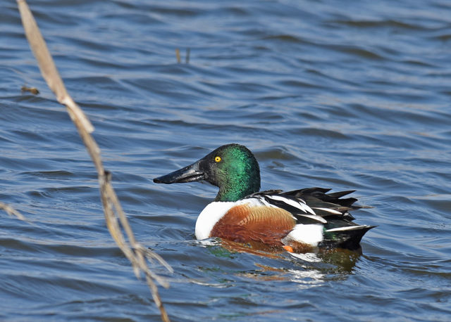 Northern Shoveler
