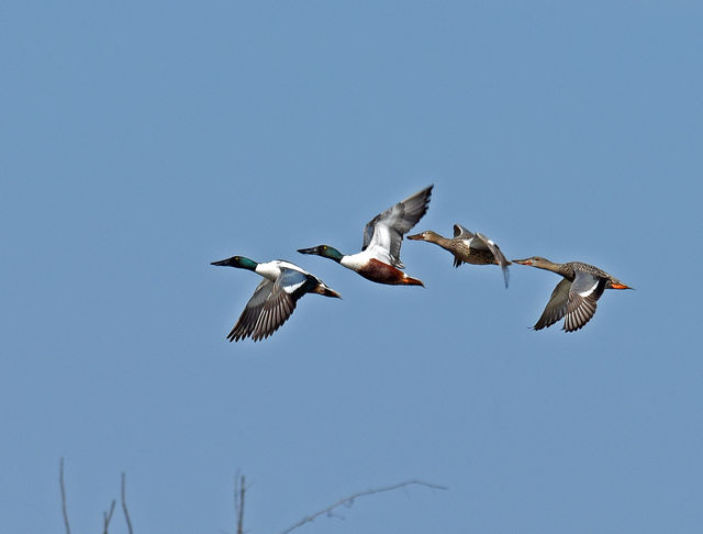 Northern Shoveler