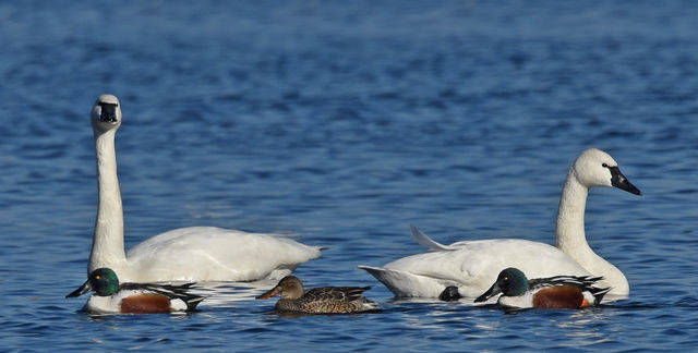 Northern Shoveler