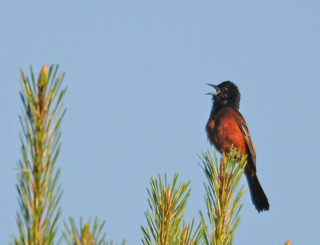 Orchard Oriole