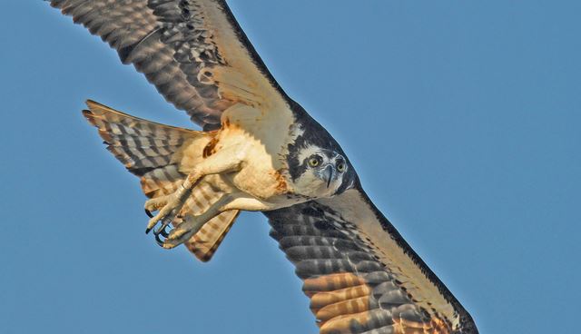 Osprey