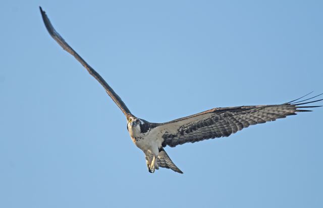 Osprey