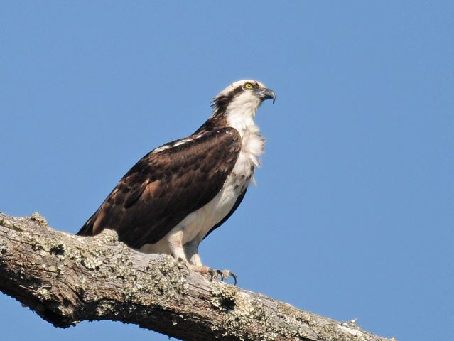 Osprey