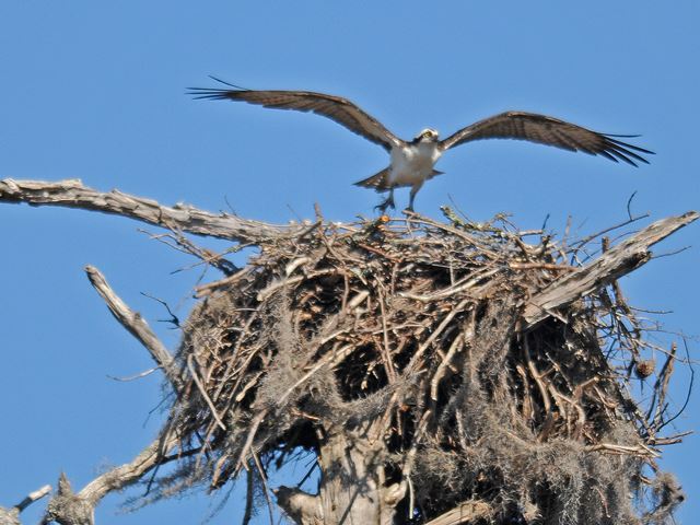 Osprey