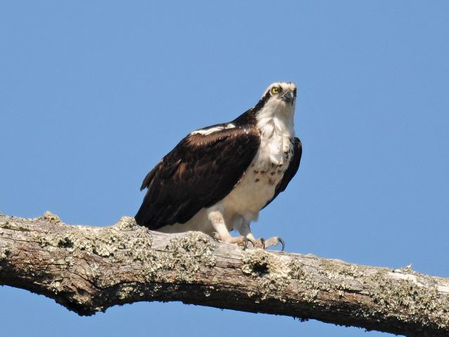 Osprey