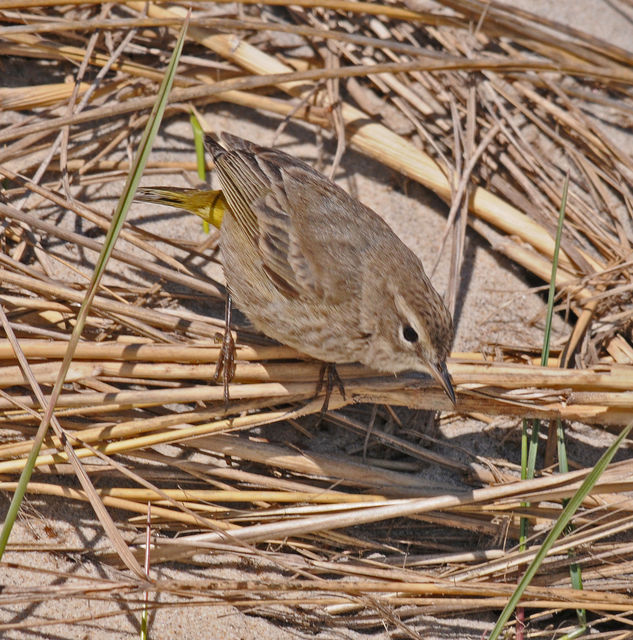 Palm Warbler
