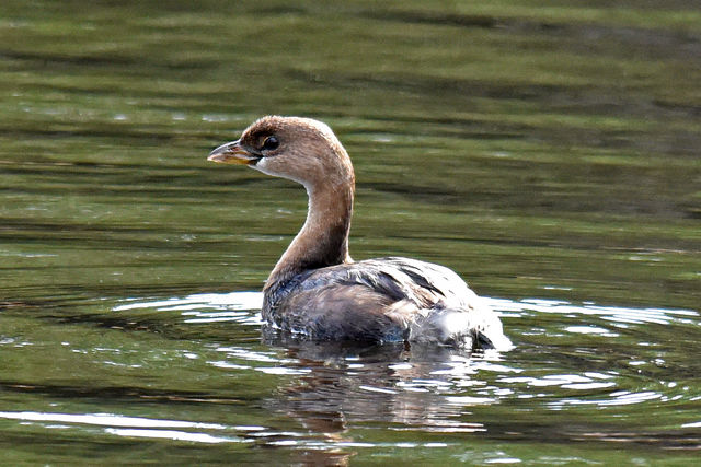 Pied-billed Grebe