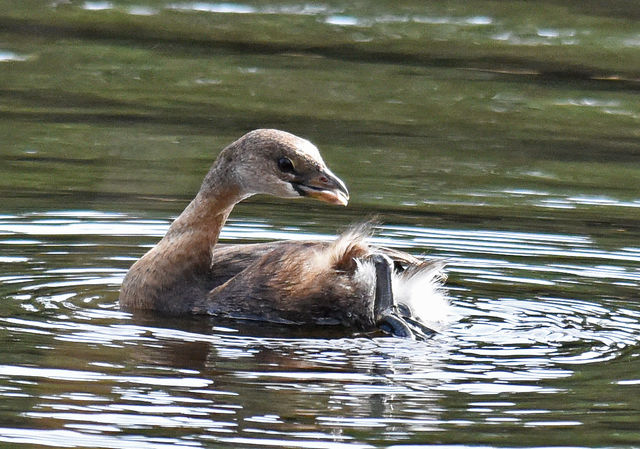 Pied-billed Grebe