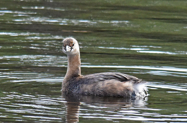 Pied-billed Grebe
