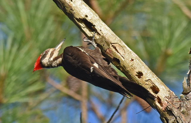 Pileated Woodpecker