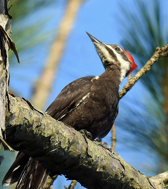 Pileated Woodpecker