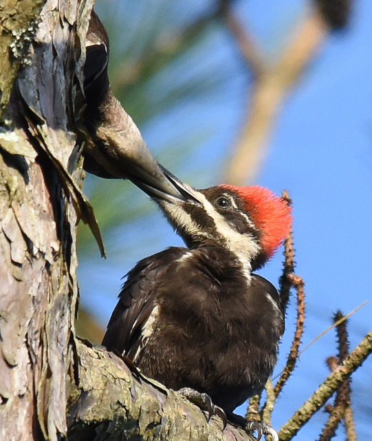 Pileated Woodpecker