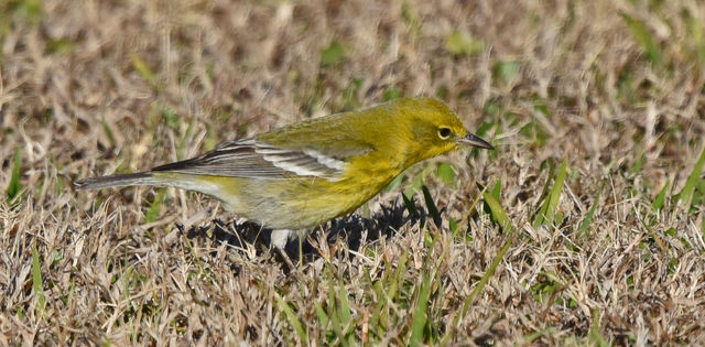 Pine Warbler