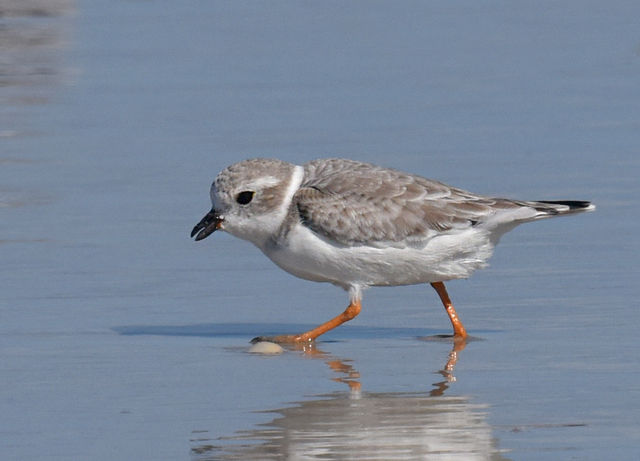 Piping Plover