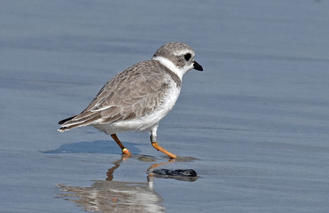 Piping Plover