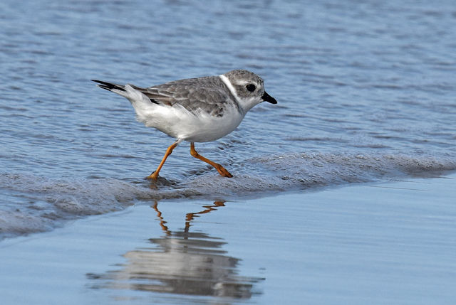 Piping Plover