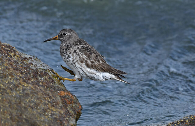 Purple Sandpiper