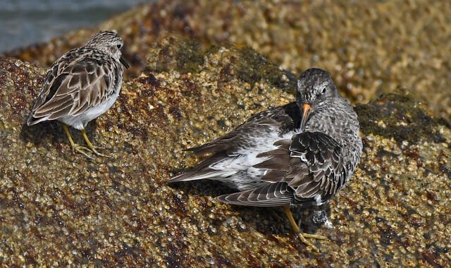 Purple Sandpiper