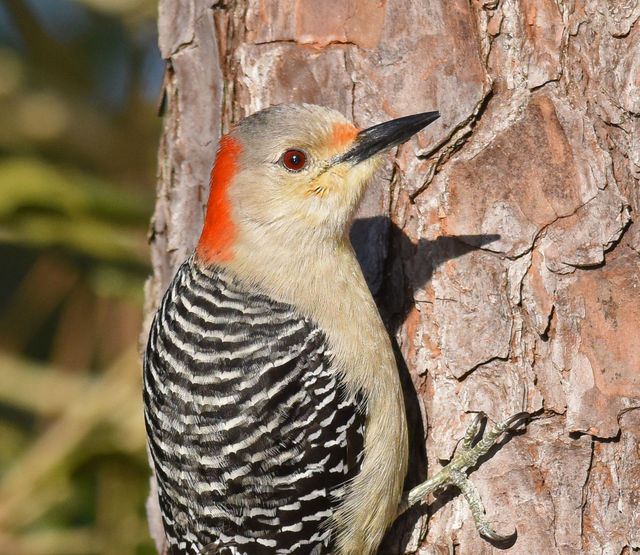 Red-bellied Woodpecker