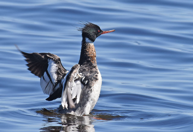 Red-breasted Merganser
