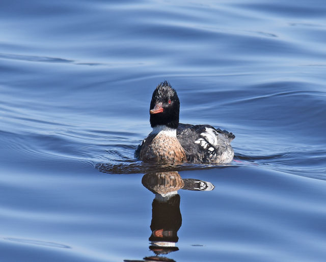 Red-breasted Merganser
