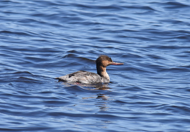 Red-breasted Merganser