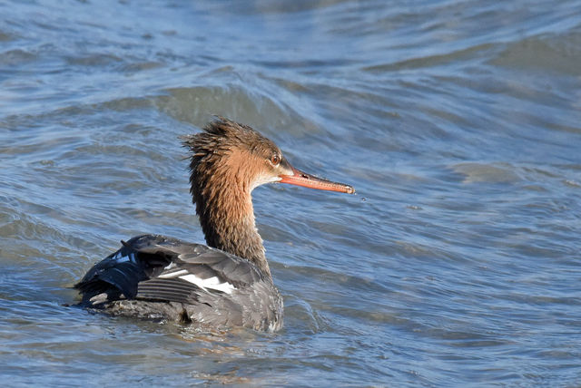 Red-breasted Merganser
