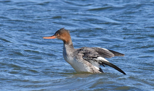 Red-breasted Merganser