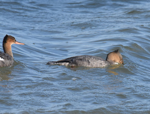Red-breasted Merganser