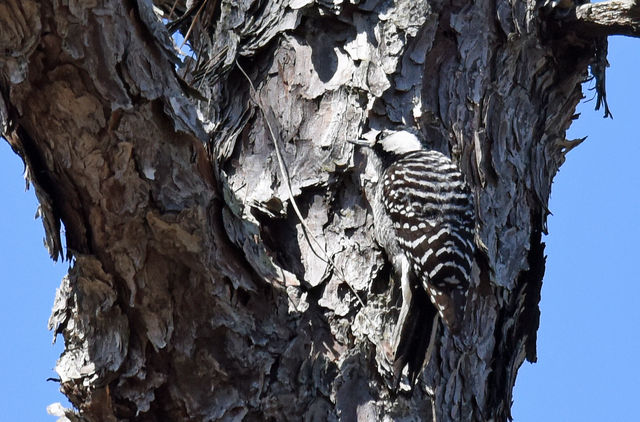 Red-cockaded Woodpecker