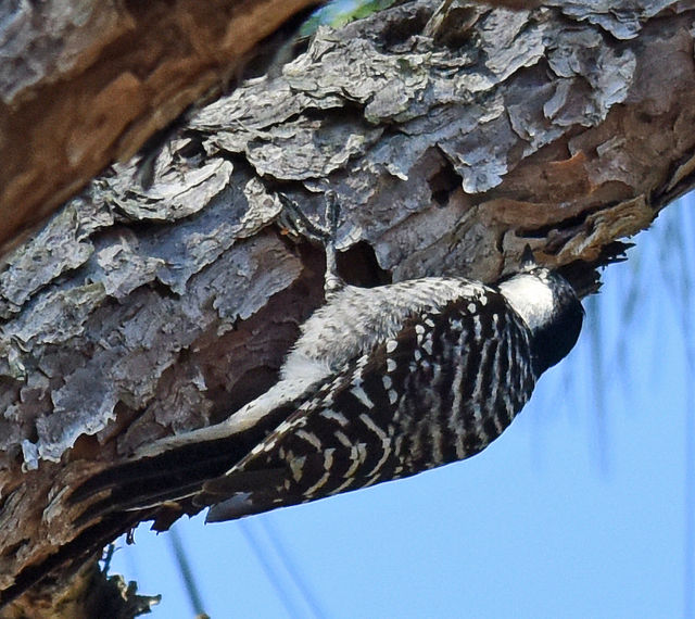 Red-cockaded Woodpecker