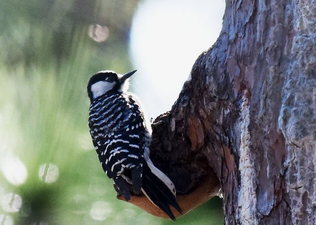 Red-cockaded Woodpecker