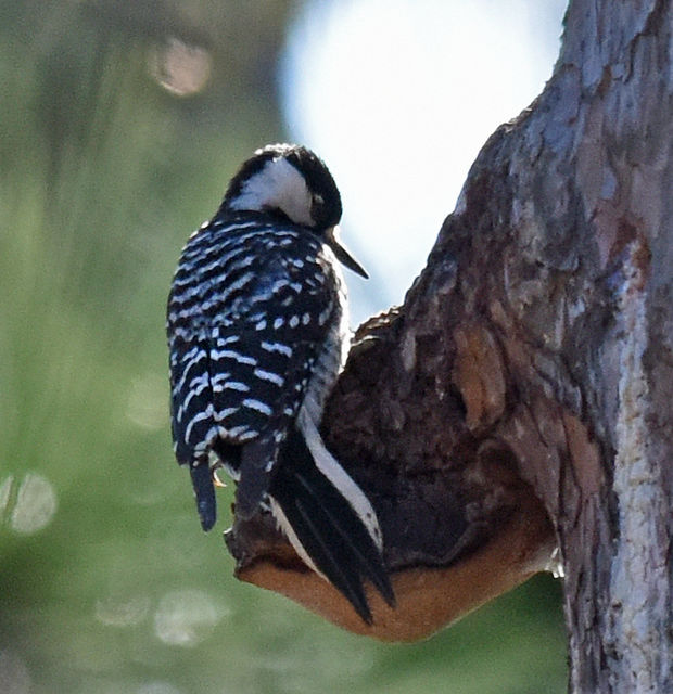 Red-cockaded Woodpecker