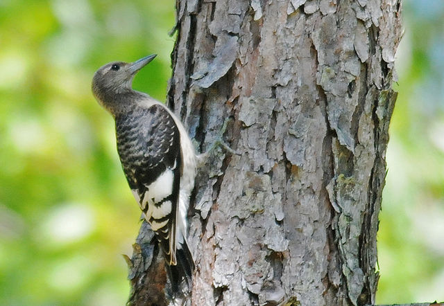 Red-headed Woodpecker