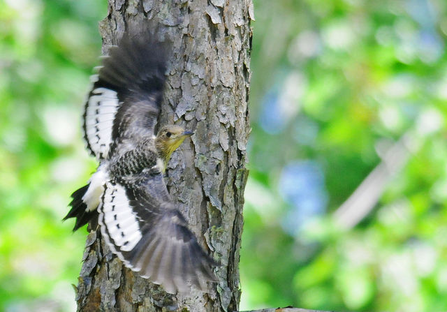 Red-headed Woodpecker