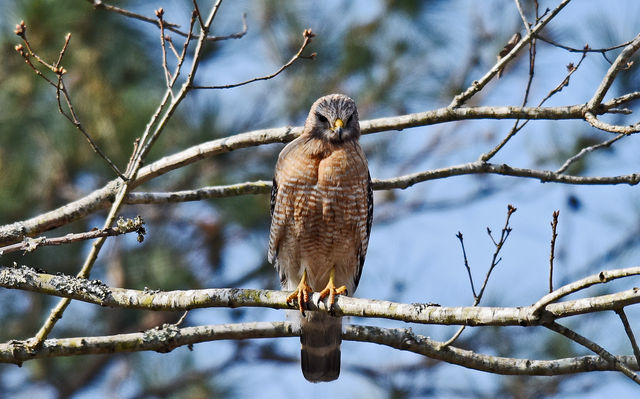 Red-shouldered Hawk