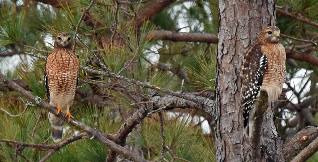 Red-shouldered Hawk