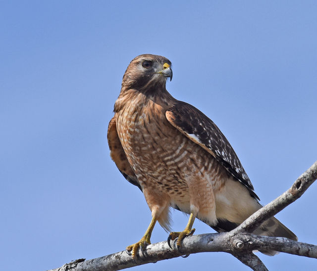 Red-shouldered Hawk