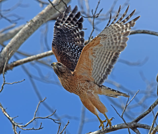 Red-shouldered Hawk