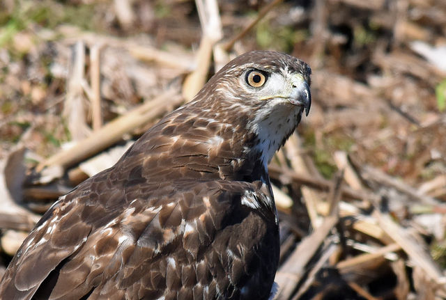 Red-tailed Hawk